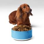 Cute Floral Dog Bowl - Ceramic, Non-Slip, Dishwasher Safe - Image 9