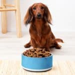 Cute Floral Dog Bowl - Ceramic, Non-Slip, Dishwasher Safe - Image 3