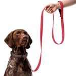 Cute Pet Leash - Love Print for Dog & Cat - Image 2